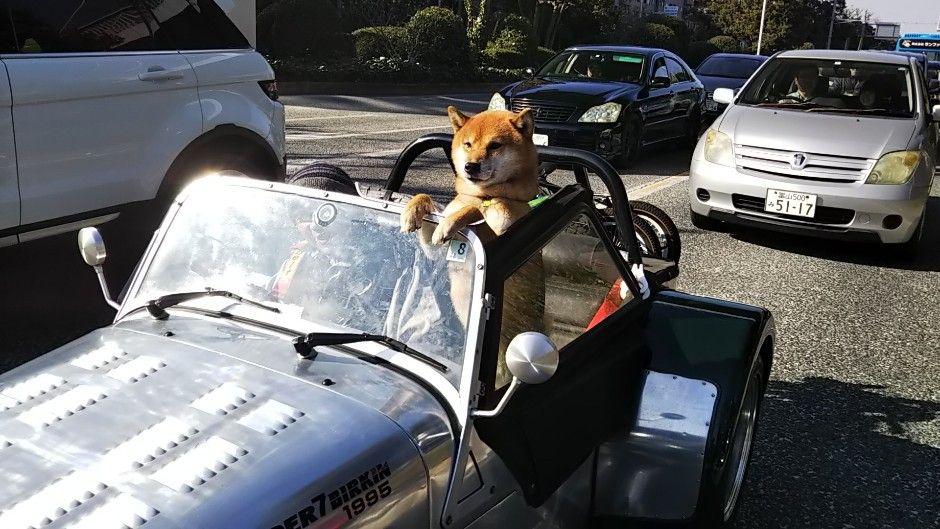 オープンカーのナイス芝犬 ベルポンのうふふ２ 楽天ブログ