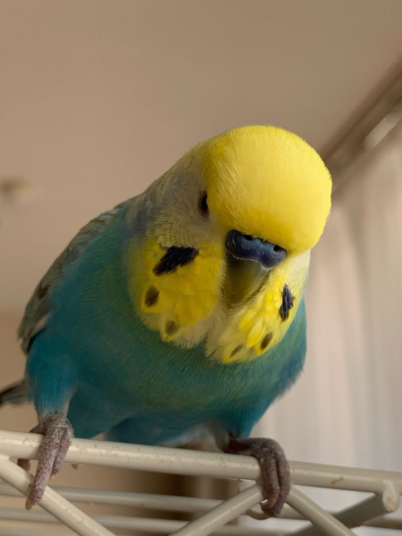 すっきりしないインコ u s room 楽天ブログ すっきりしないインコ u s room 楽天ブログ
