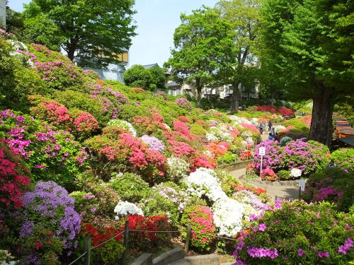 根津神社のつつじ苑