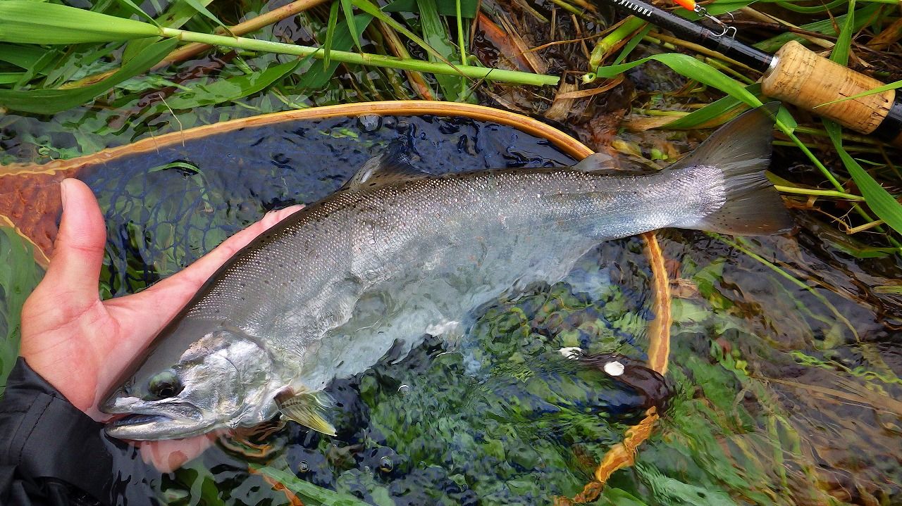 アマゴ 釣り人目線の魚図鑑 | （続）あんさん野遊びダイヤリー フィッシングメモ。 - 楽天ブログ