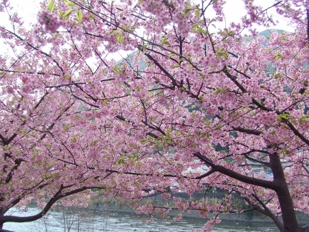 河津桜2.jpg