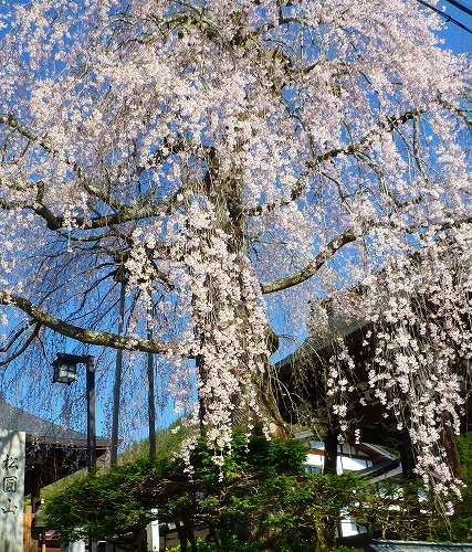 2013近所の枝垂れ桜