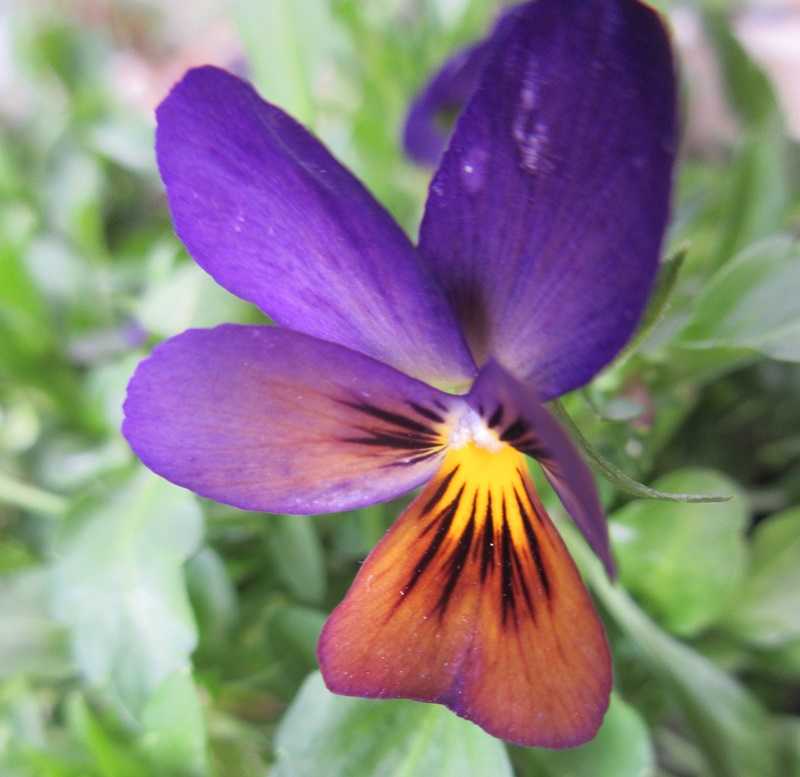 種まきからのビオラの寄せ植え作りと購入したよく咲くスミレ 狭い庭を花いっぱいにする育て方 楽天ブログ