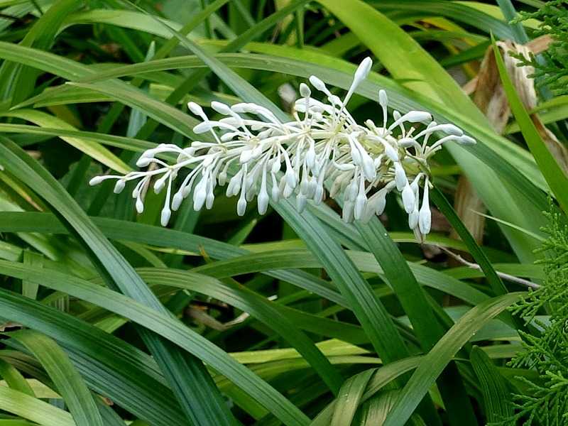 ノシラン(熨斗蘭)ってどんな花? _ ノシランの育て方 特徴 – SLOQS