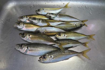 釣り 大分金太郎の花鳥蝶月 楽天ブログ