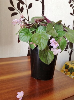 s-写真 2013-06-14 8 17 32.jpg
