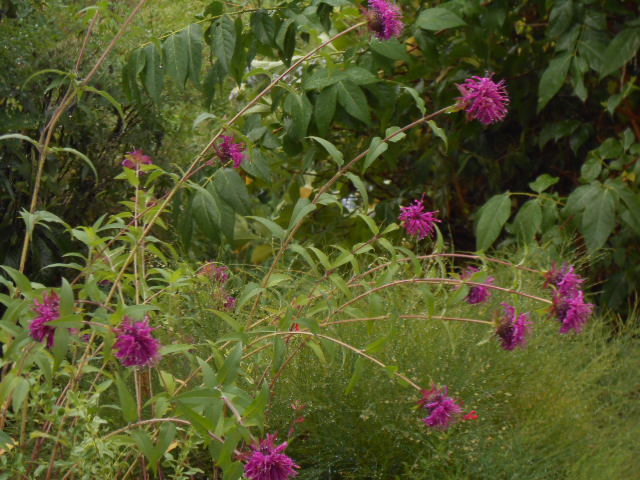 DSCN0250.JPG