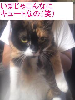 たあこキュート.jpg
