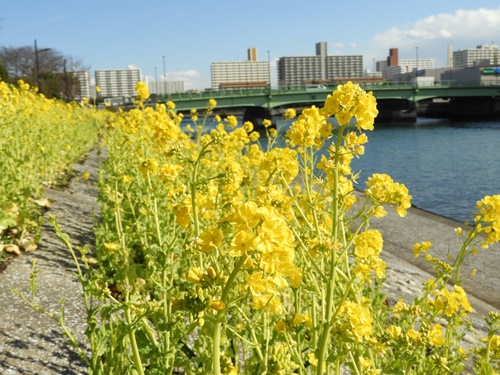 しながわ花海道にて