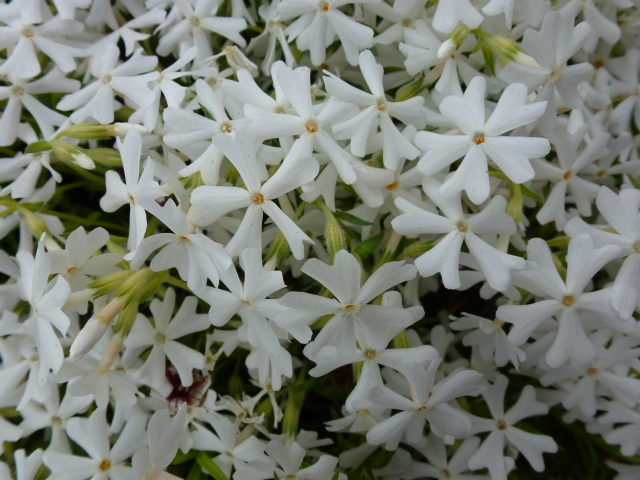32 芝桜、白