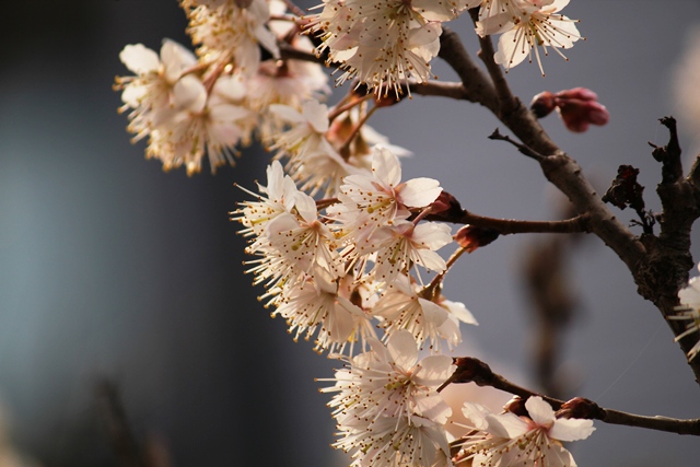 cherry3.jpg