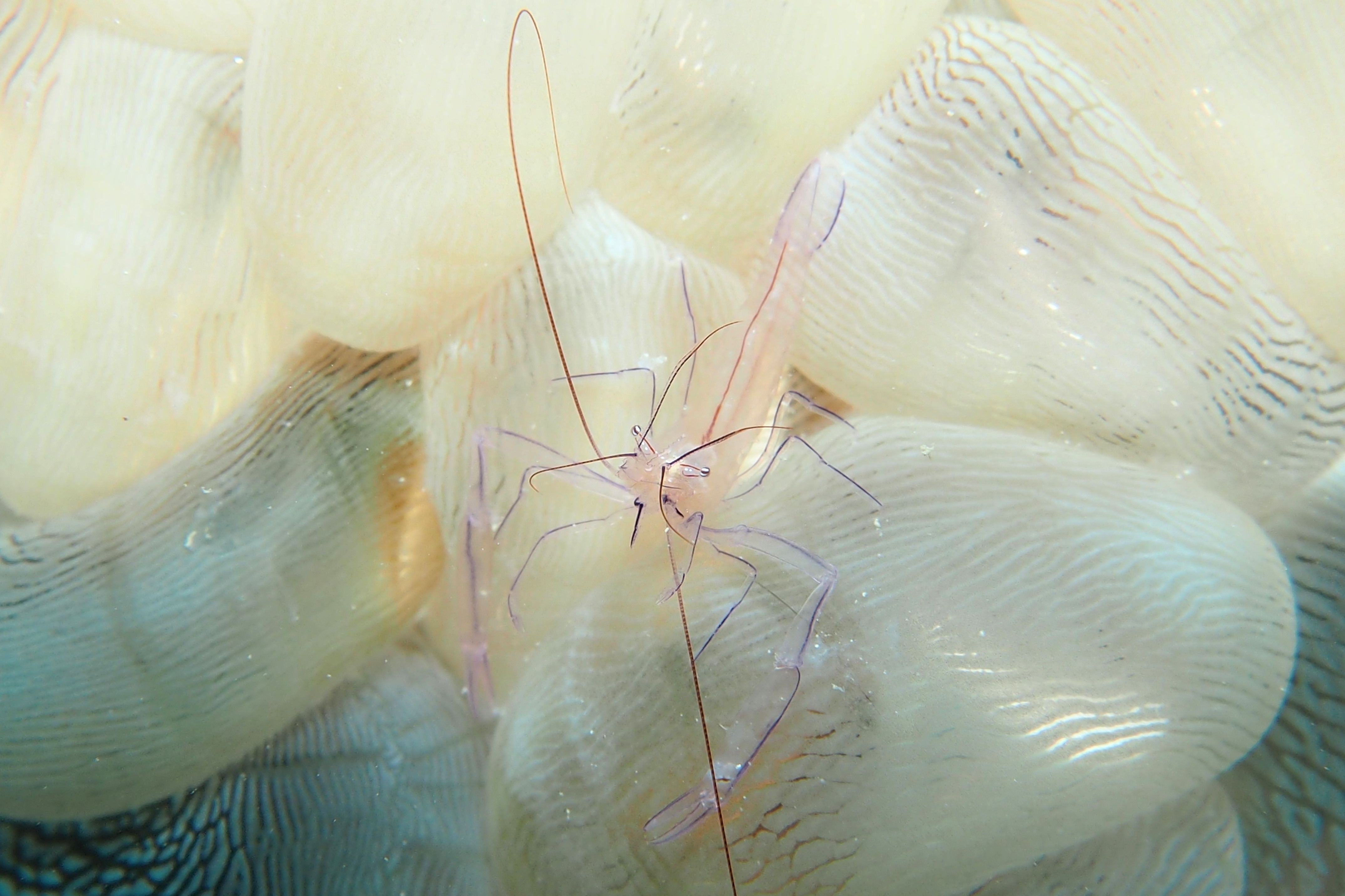 バブルコーラルシュリンプ デコボコ潜水 楽天ブログ