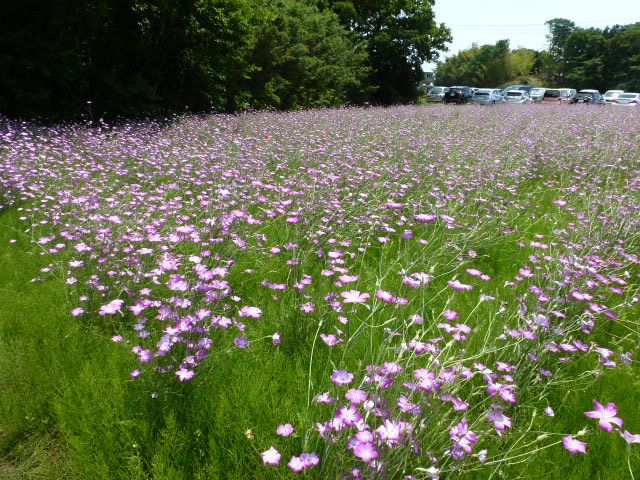 埼玉県鴻巣市へ 麦なでしことポピーまつりへ 写真あり 私の好きな花 楽天ブログ