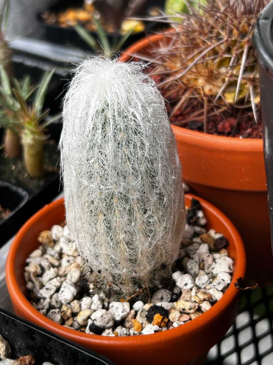 エスポストア ラナータ 老楽 Espostoa lanata | ベランダ植物委員会