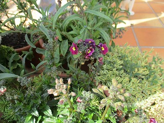 IMG_9521ss.jpg