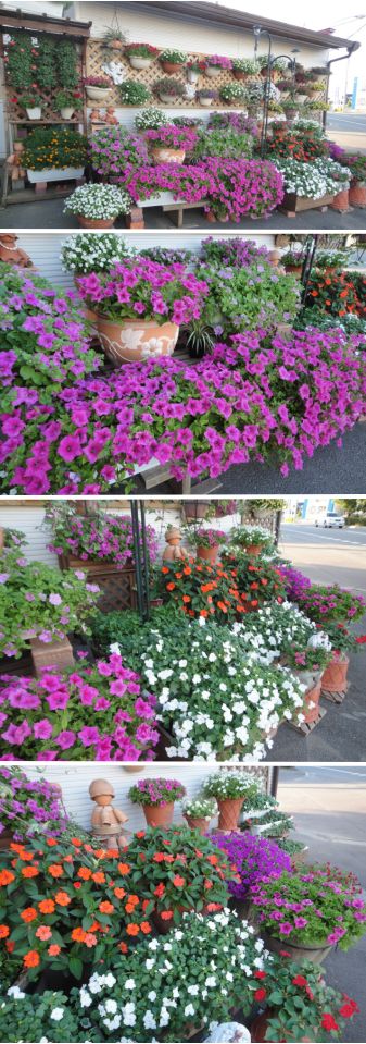 今日のマイガーデンの様子