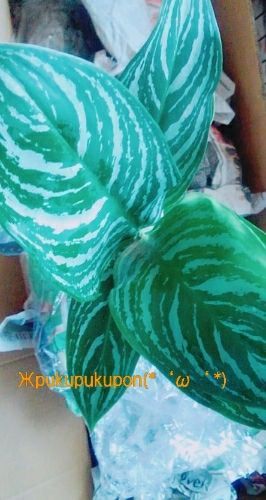 rblog-20171101024447-02.jpg