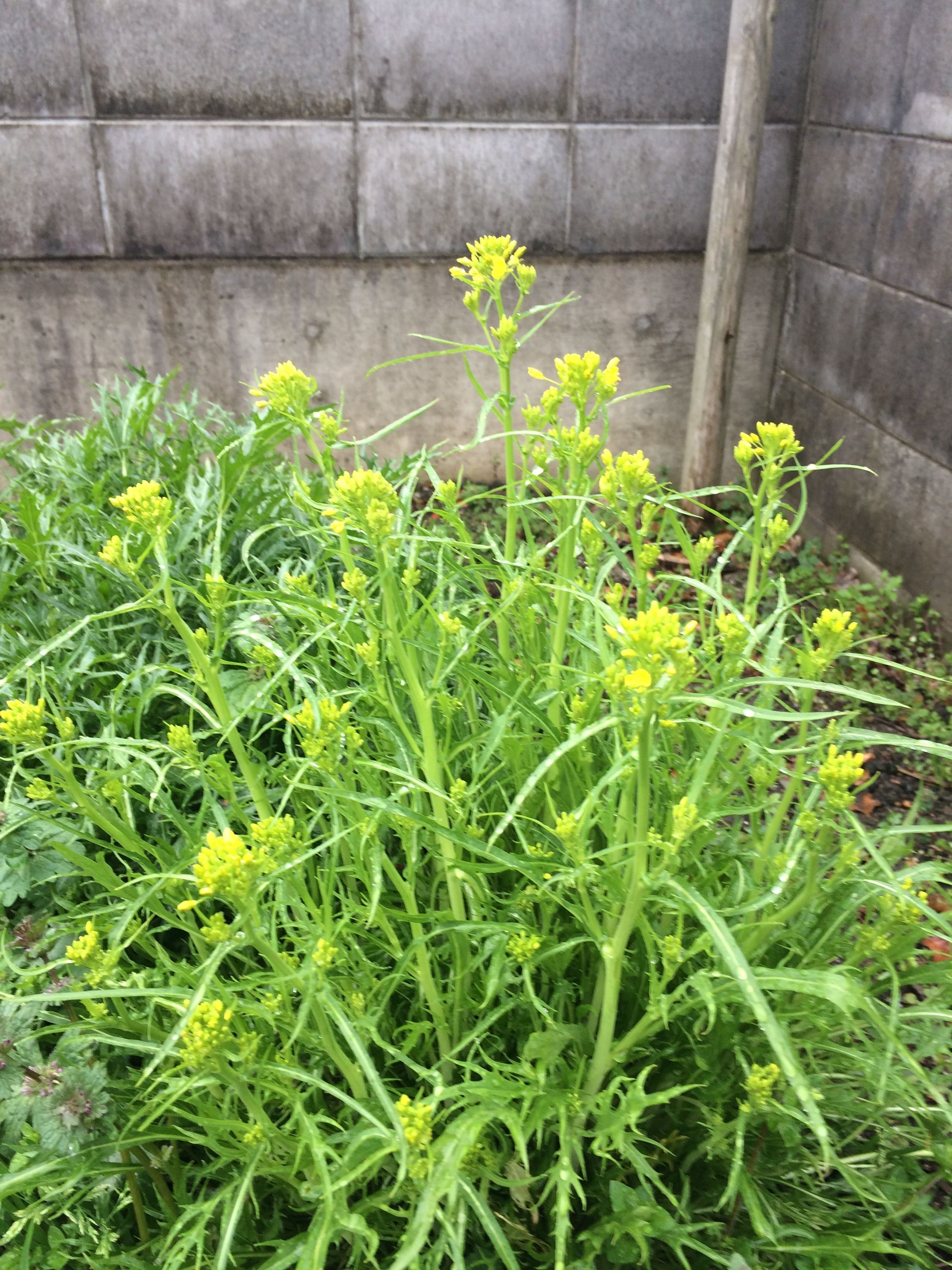 水菜がトウダチで菜の花に 吉田屋の園芸ブログ 楽天ブログ
