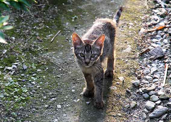我が家のニャンコ♪2016/07/22-3