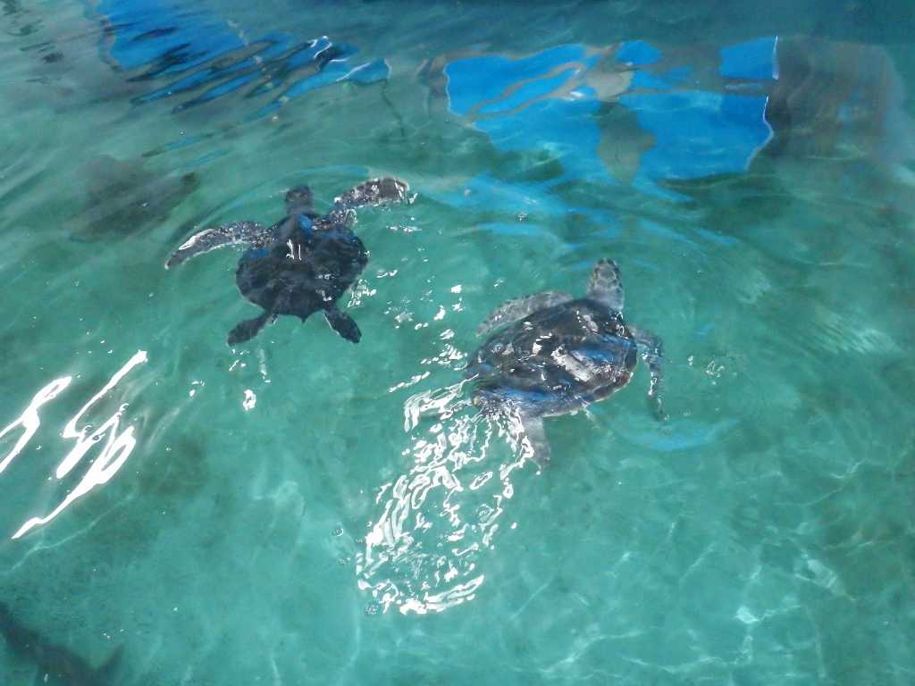 串本磯採集2019年3月上旬15　アオウミガメ（Chelonia mydas）