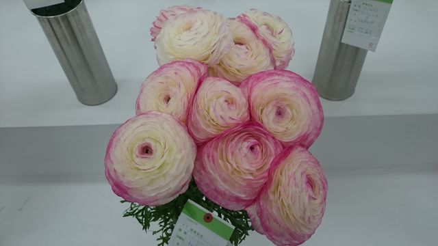 2016-02-14 10.56.48.jpg