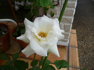 P1020514ss.jpg