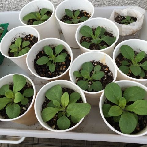 種から育てる その他 花いっぱい咲かせたい 楽天ブログ