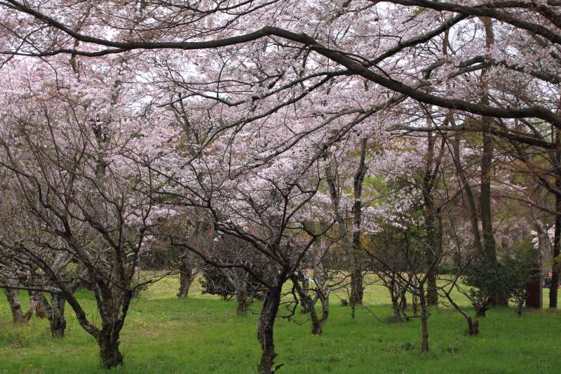 大沢池_005.jpg