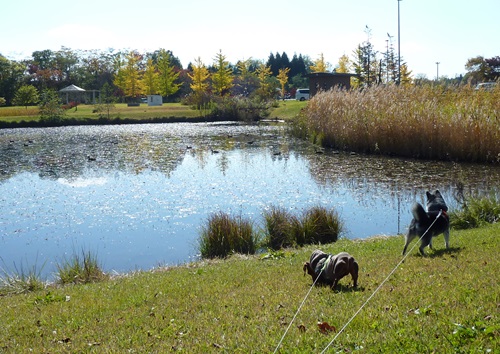 鳥さんが気になる～