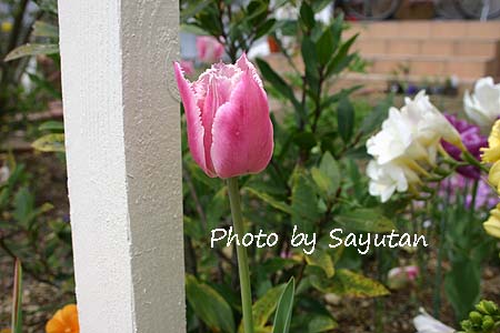 チューリップ