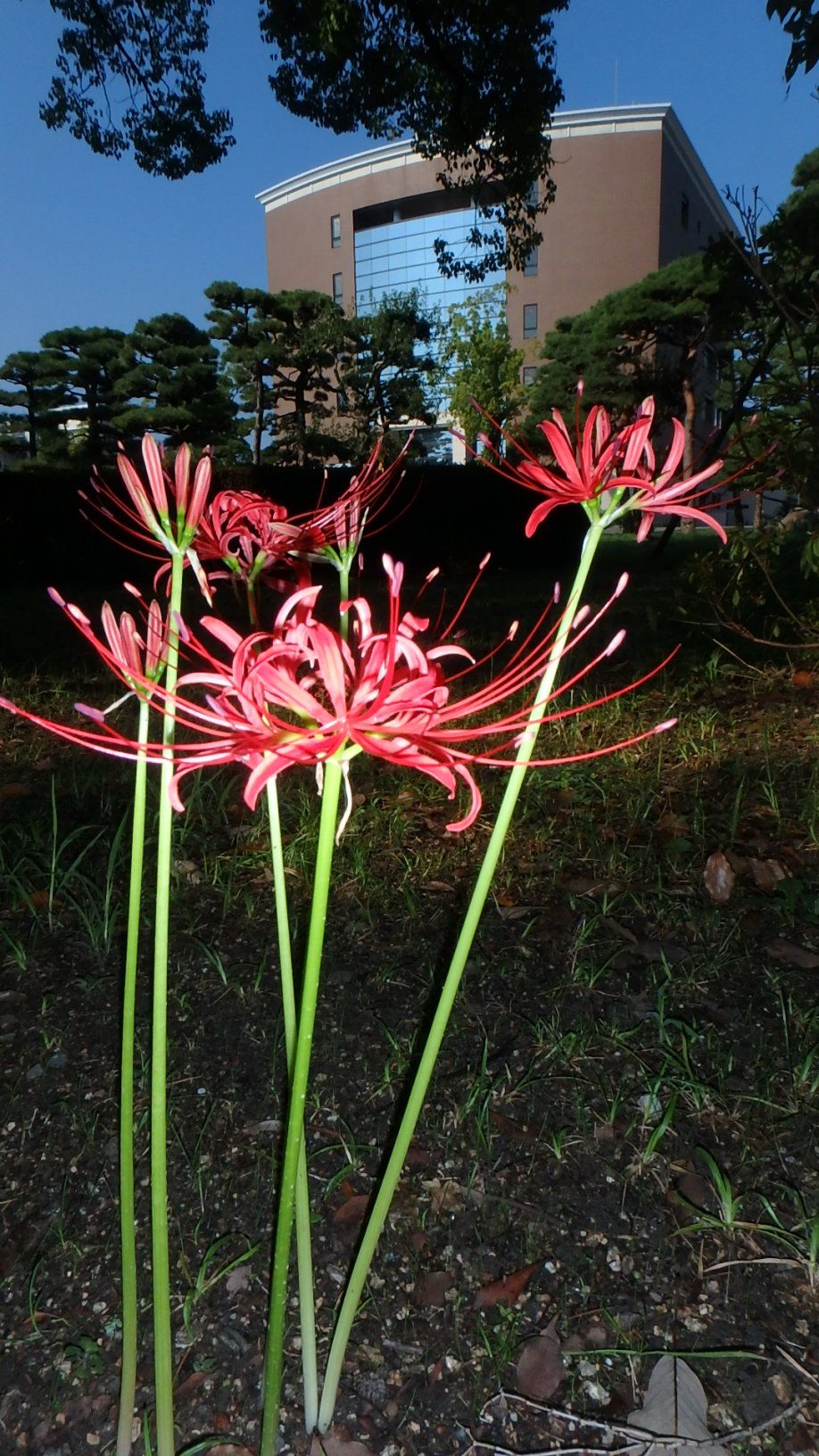 彼岸花と白花曼珠沙華 見頃に 楽天版じぶん更新日記 楽天ブログ