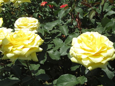 この花ゴールデン・メダイヨンという