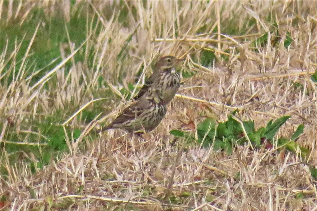散歩で撮った鳥２ ビンズイ スズメ達 カワセミ 大分金太郎の花鳥蝶月 楽天ブログ