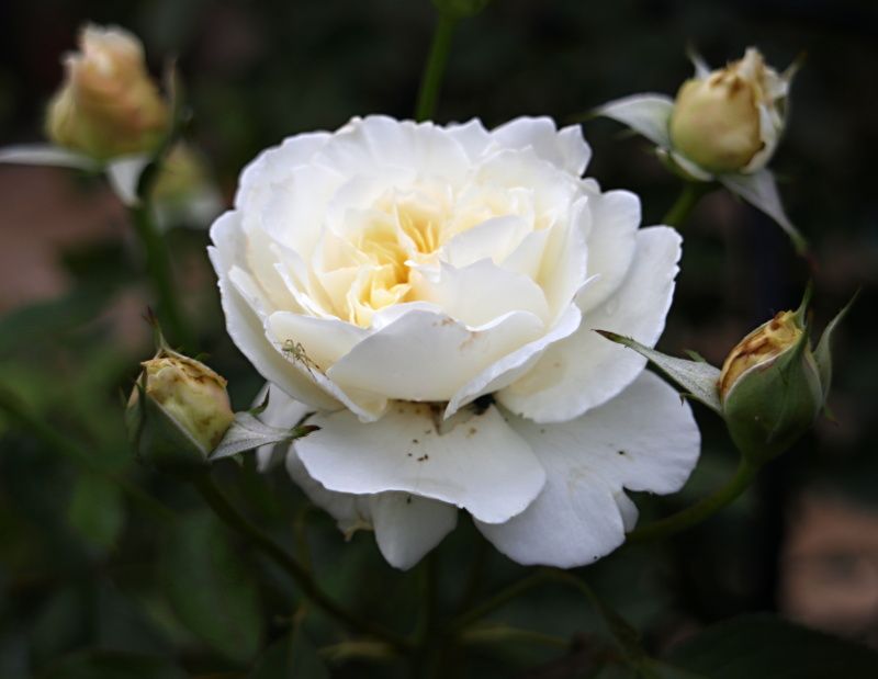 シェエラザード シューラネージュ バラと可愛い花たち 楽天ブログ