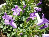P1020806-1.jpg