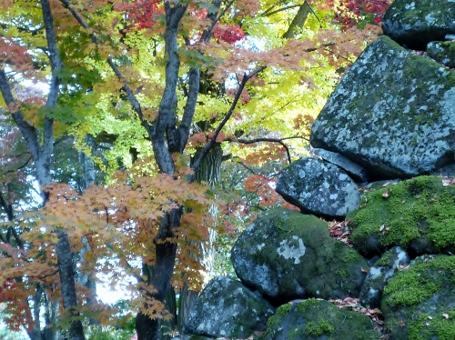 P1150770 (500x374).jpg