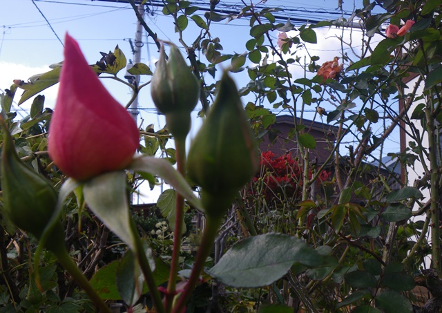 薔薇