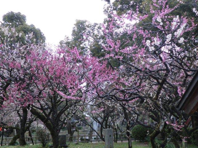 2012_0318_124855-CIMG0400.jpg