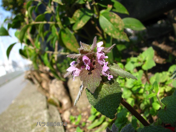 IMG_0994 - コピー - コピー.JPG