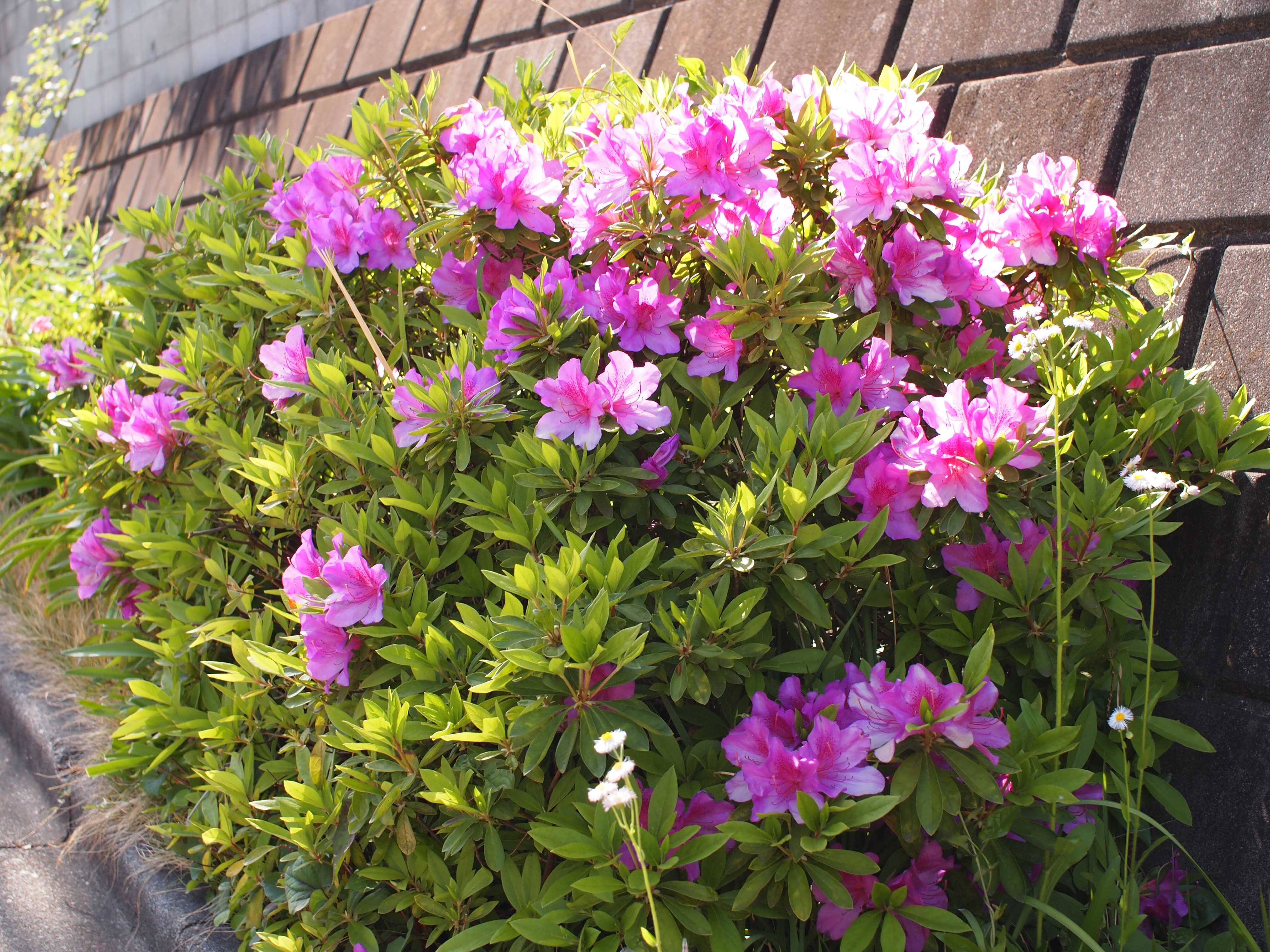 4月23日の写真 3 4 26 ろーずまりーの花と散歩と日記 楽天ブログ