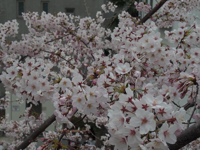 P4010021.jpg