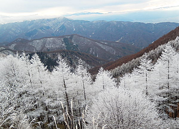 樹氷７