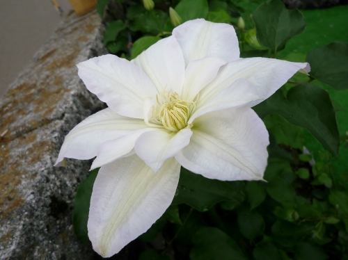 P1150123 (500x374).jpg