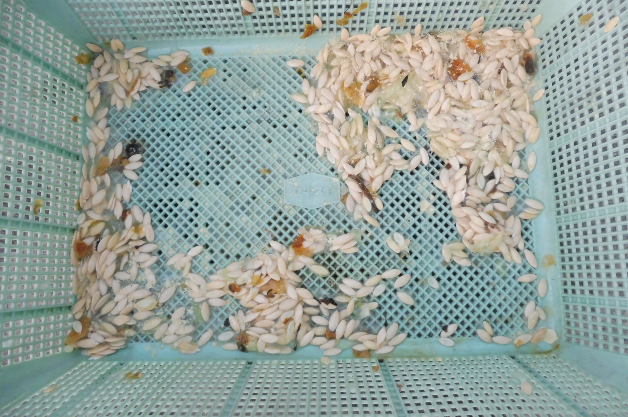P1030445.JPG