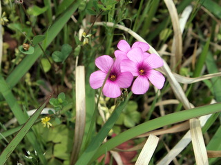 城山のカタバミ