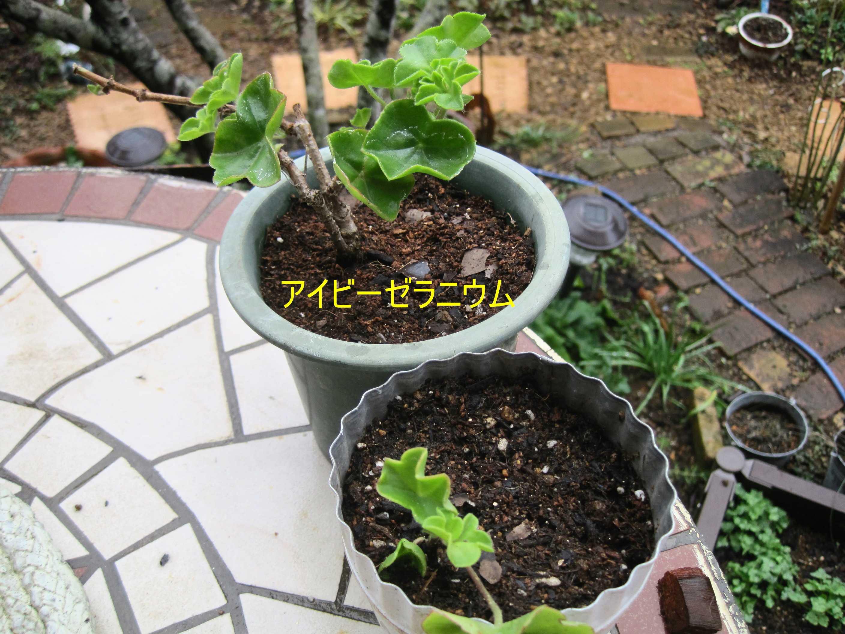 挿し木苗を鉢上げ（ ＾ω＾）・・・ | たねをまく日々 - 楽天ブログ