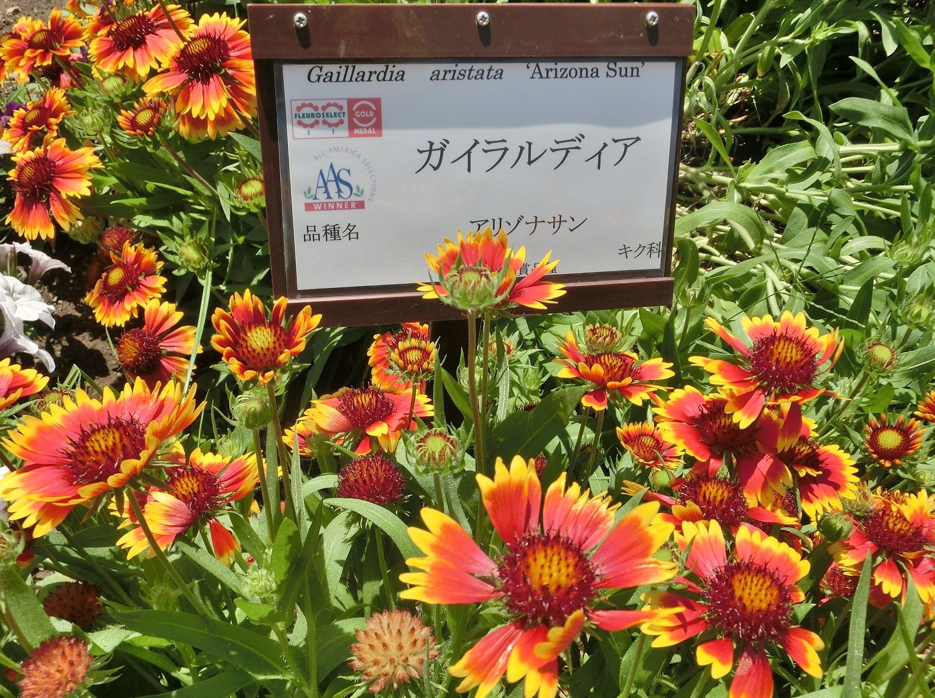 京都府立植物園で見た オオテンニンギク ガイラルディア だい のひとりごと 楽天ブログ