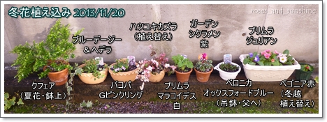 冬花植え込み_2013.11.20.JPG