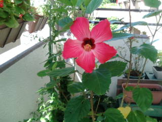 20120819085716.jpg