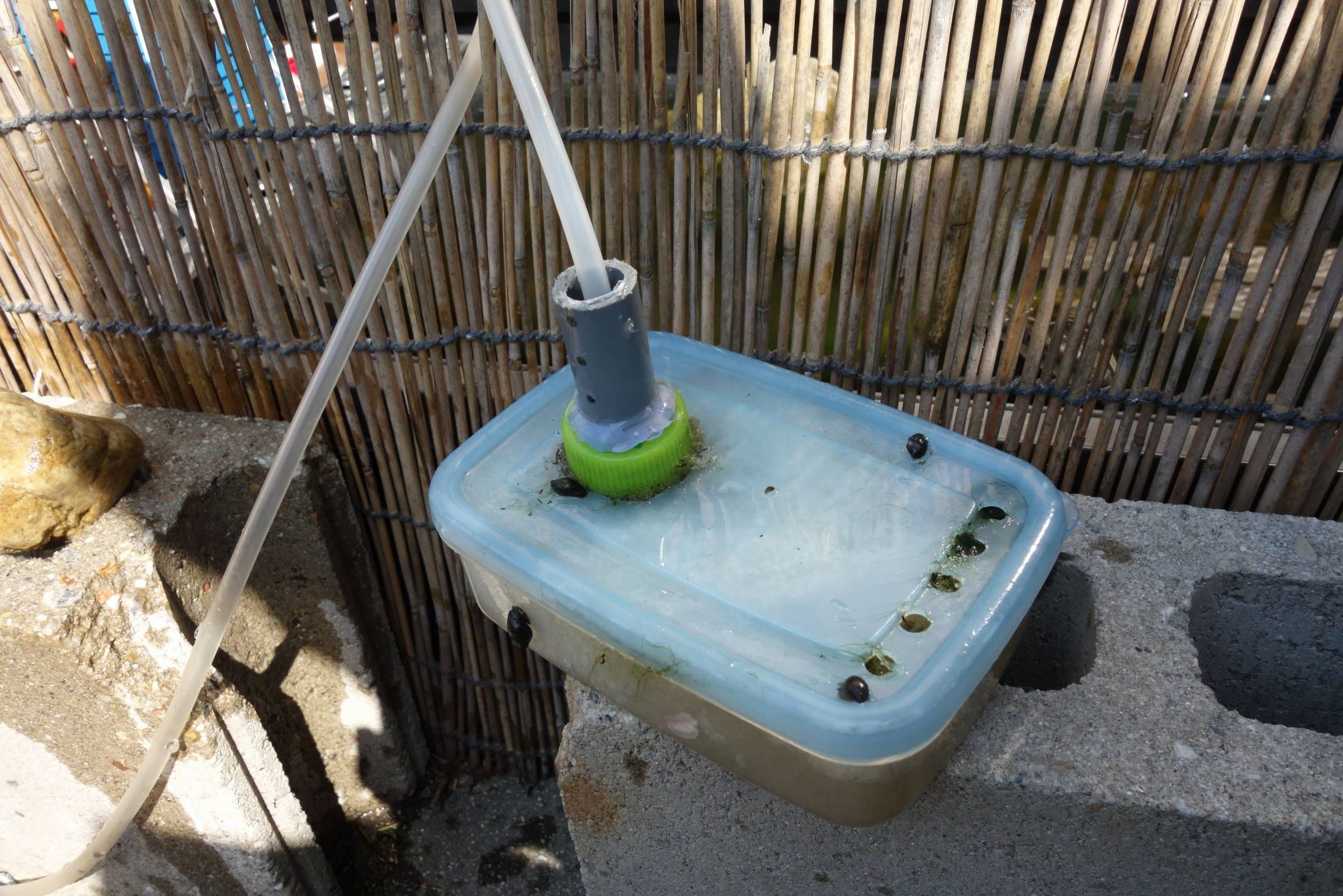 メダカ水槽に自作投げ込み式ろ過器を投入 アスターの種まき ヨッシイのブログ 楽天ブログ